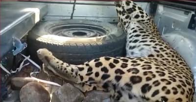 अनोखा संघर्षः साळींदरच्या हल्ल्यात बिबट्याचा मृत्यू; यवतमाळ जिल्ह्यातील घटना; जीव वाचवण्यात साळिंदर समर्थ