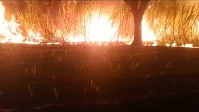 ही कसली दुश्मनी? शॉर्टसर्किटमुळे नव्हे तर शेजाऱ्यानेच लावली ऊसाला काडी