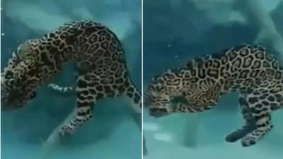 Video : बिबट्याने खोल पाण्यात केली शिकार, 15 सेकंदाचा हृदयाचे ठोके चुकवणारा व्हिडीओ सोशल मीडियावर व्हायरल!