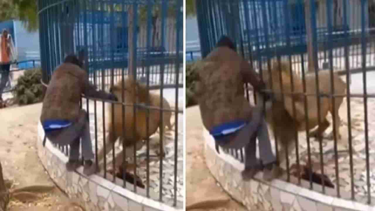 Viral Video: सिंहाच्या पिंजऱ्यात घातला हात, पुढे जे घडलं ते बघून काळजचा ठोका चुकेल