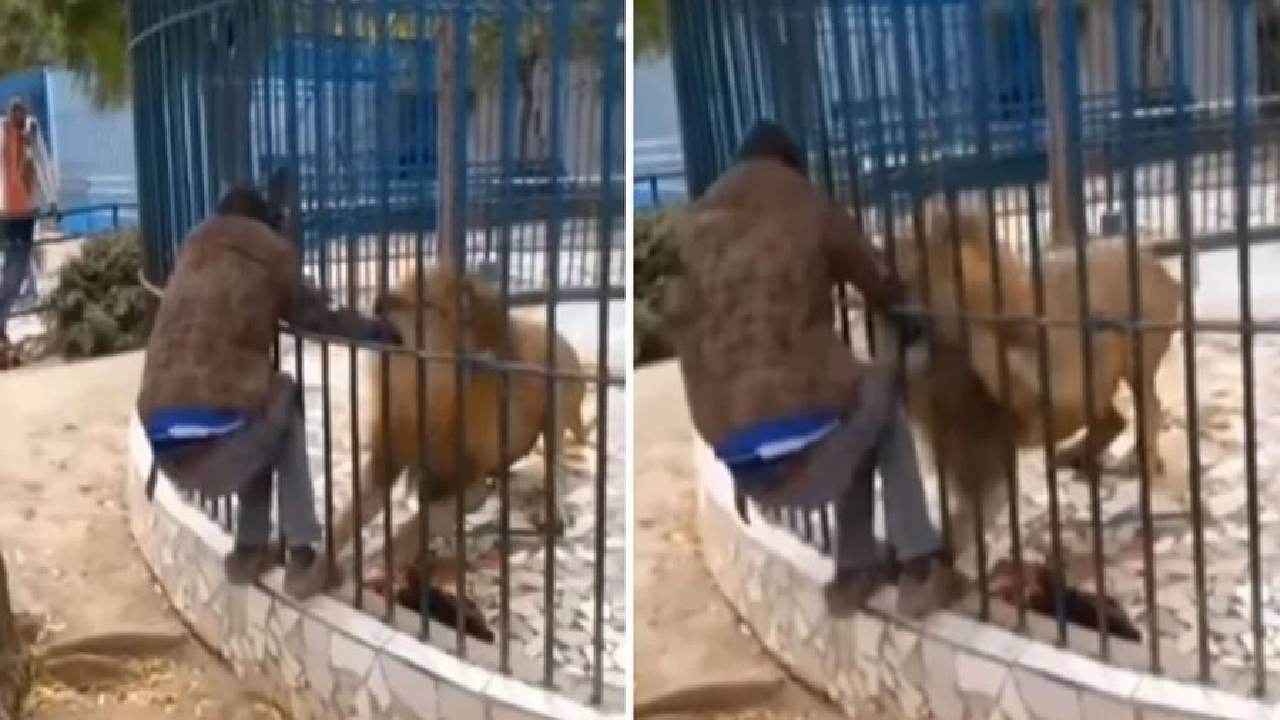 Viral Video: सिंहाच्या पिंजऱ्यात घातला हात, पुढे जे घडलं ते बघून काळजचा ठोका चुकेल