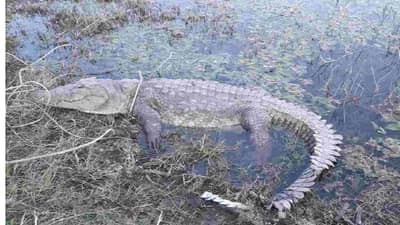अबब! पैठणमध्ये आली मृत महाकाय मगर, वजन एक टन! धष्टपुष्ट मगरीचा असा मृत्यू का?