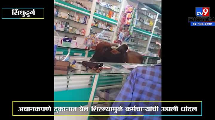 Sindhudurg | कणकवलीत बाजाराच्या दिवशी औषध दुकानात चक्क शिरला बैल! Sindhudurg | कणकवलीत बाजाराच्या दिवशी औषध दुकानात चक्क शिरला बैल!