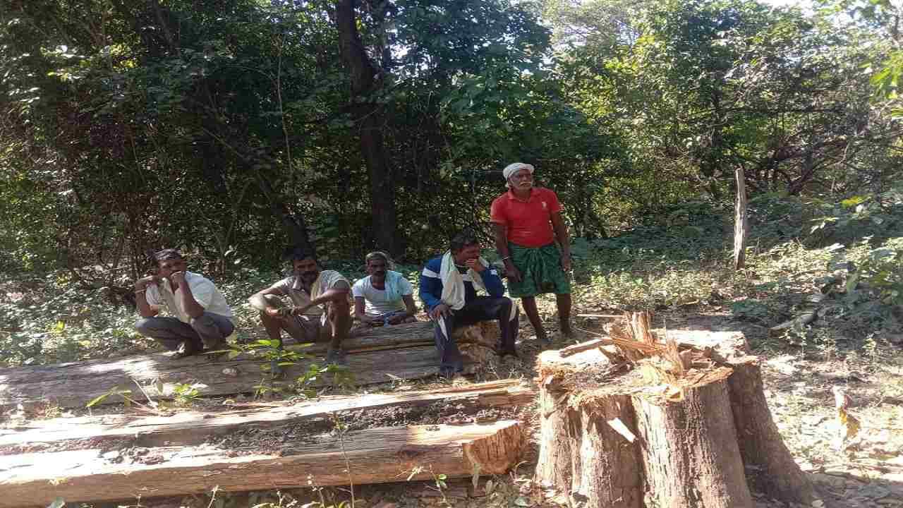 गडचिरोलीत वनविभागाची मोठी कारवाई; बैलबंडींसह मोठ्या प्रमाणात लाकूड जप्त