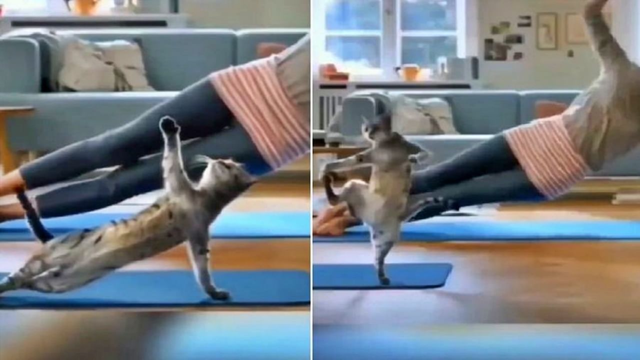 कोण कोणाला कॉपी करतंय? मांजरीचा हा Cute workout video पाहा आणि तुम्हीच ठरवा!