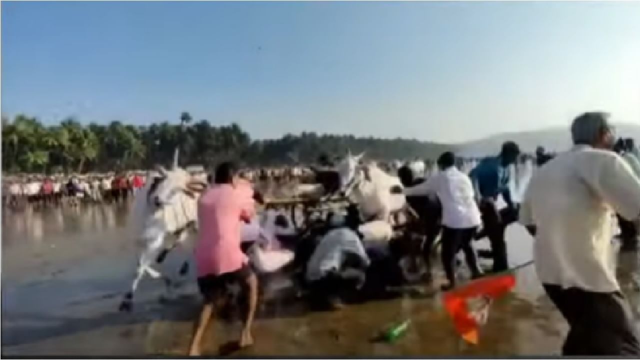 VIDEO | शर्यत सुरु होताच बैलगाडी प्रेक्षकांमध्ये घुसली, तिघांना उडवलं, रायगडच्या समुद्र किनारी भीषण अपघात