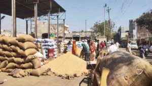 Latur Market : पुन्हा शेतकऱ्यांची चिंता वाढली, आठ दिवसानंतर सोयाबीनच्या दरात झाला बदल