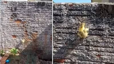 Viral : कोंबडीचं असं अतरंगी पिल्लू क्वचितच पाहिलं असेल; यूझर्स म्हणतायत, हा तर जेम्स बाँड निघाला!