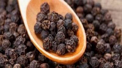 काळ्या मिरचीची गोष्टच न्यारी लागवड सोपी अन् उत्पादन भारी, तीन महिन्यांमध्ये शेतकरी मालामाल