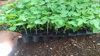 Papaya : पपईची लागवड साधली की उत्पन्नाची हमी, काय आहे कृषी तज्ञांचा सल्ला?