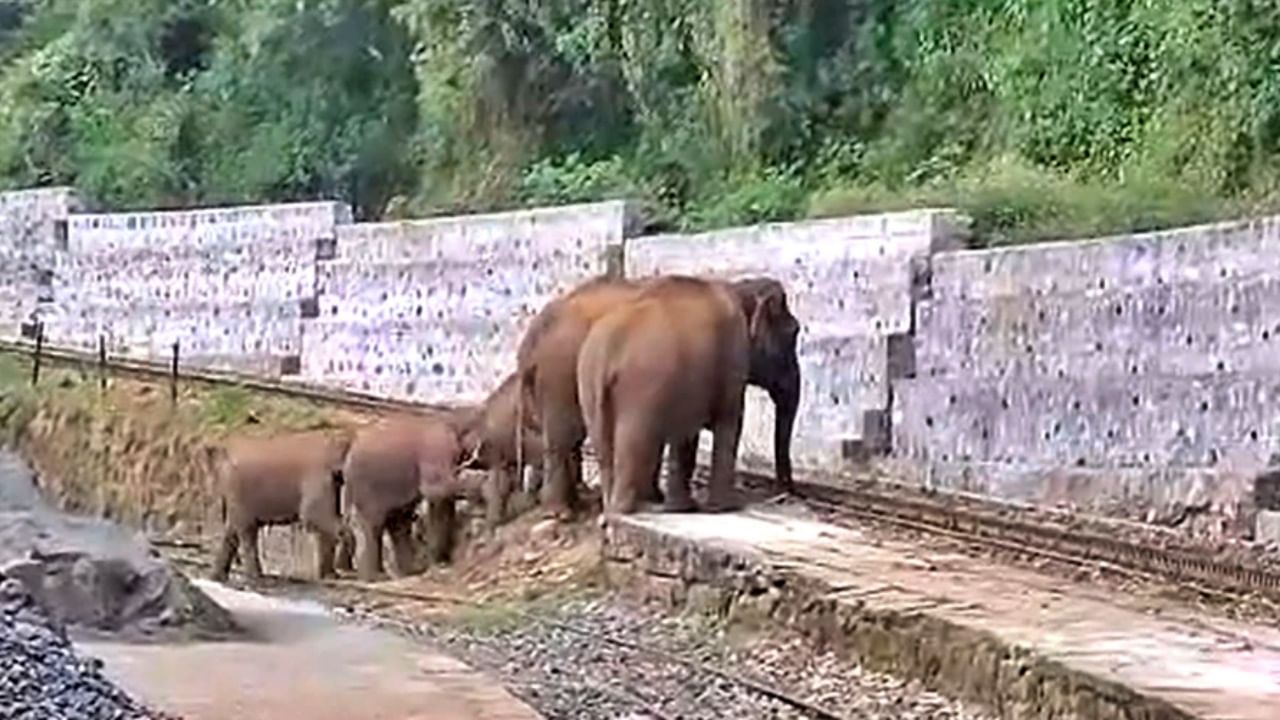Video : रस्ता ओलांडण्यास हत्तींना येत होती अडचण; मग रेल्वे मंत्रालयानं तत्परतेनं केलं काम, नेटिझन्सकडून कौतुक