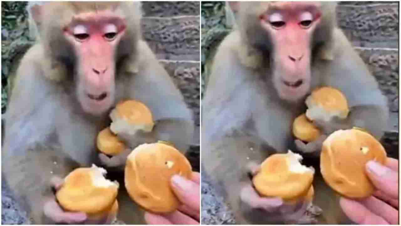 Monkey Video Viral : इतका लोभी, की हातातलं सगळं गमावून बसतं हे माकड