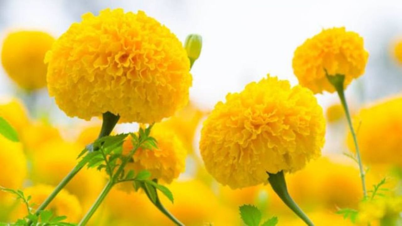 पिवळी फुले : देवी सरस्वतीची पूजा करताना तुमच्या ताटात फक्त पिवळी फुलेच असतील असा प्रयत्न करा. त्याला पिवळी फुले अर्पण केल्याने त्याची कृपा सदैव राहते. तसे, तुम्ही पूजेत झेंडूच्या फुलांचा वापर करू शकता.