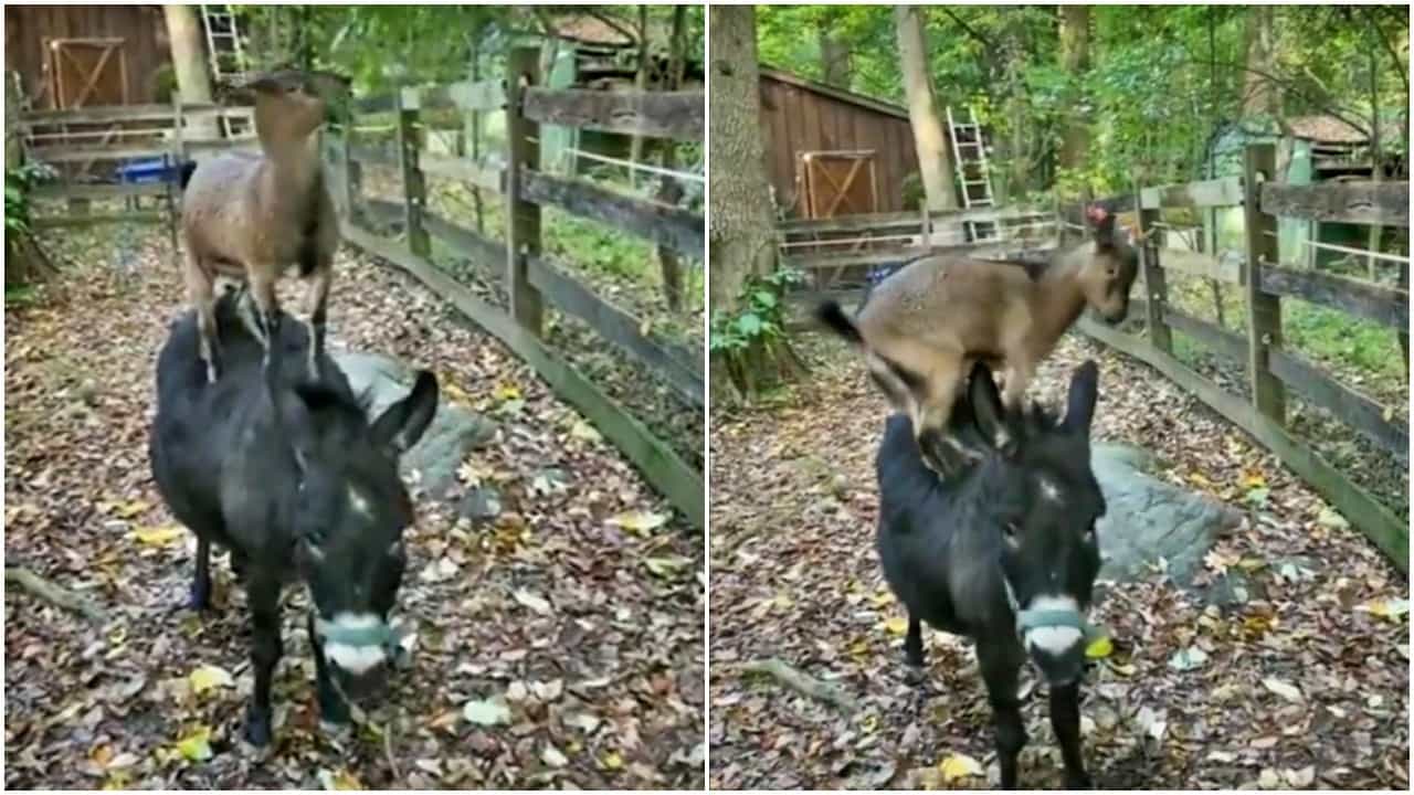 Animal Jugaad : शेळी आणि गाढवाचा अनोखा जुगाड? टीमवर्क पाहून म्हणाल, कोणतंही काम अवघड नाही! Video Viral