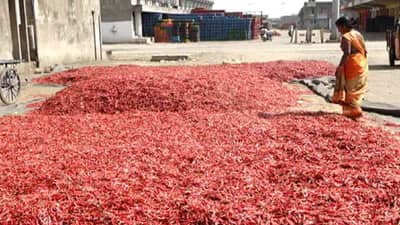 Nagpur Market : निसर्गाच्या लहरीपणामुळे मिरची उत्पादनात घट, ग्राहकांना वाढीव दराचा ठसका