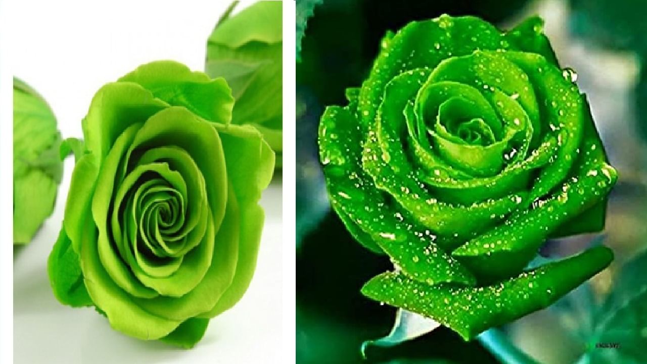 Green Rose: हिरवा रंग असणारे गुलाबाचे फुल ...