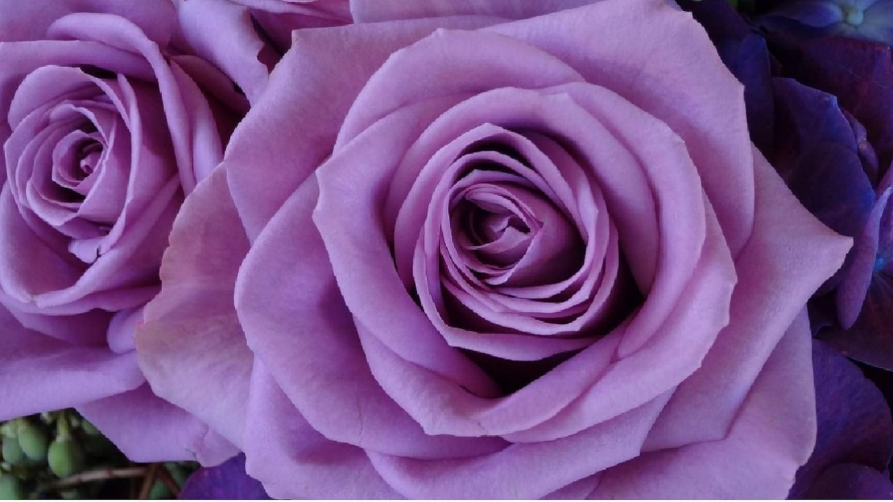 Lavender Rose: जर तुम्हाला पहिलाच नजरेमध्ये एखाद्या व्यक्तीला पाहून प्रेम झाले असेल तर अशा वेळी त्या व्यक्तीला लव्हेंडर रंग असणारे गुलाबाचे फुल द्या. या रंगाचे फूल पहिल्या नजरेत झालेले प्रेम आणि आकर्षण याचे जग जाहीर करत असते.