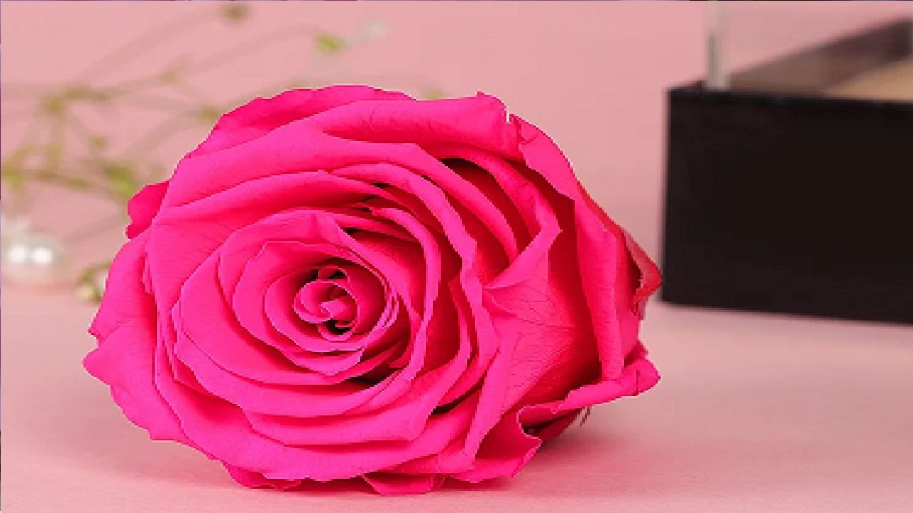 Pink Rose: जर तुमचे लग्न ठरलेले आहे आणि तुम्ही तुमच्या होणार्‍या बायकोसाठी म्हणजेच गर्लफ्रेंड साठी एखादी फुल देऊ इच्छित असेल तर अशावेळी गुलाबी रंगाचे गुलाब अवश्य द्या. या फुलाला कोणताही मित्र एखाद्या मैत्रिणीला किंवा मित्राला या रंगाचे फूल देऊ शकतो कारण की हे गुलाबी रंगांचे फुल देणे म्हणजे त्या व्यक्तीचे कौतुक करण्यासारखे असते. जर तुम्हाला एखाद्या मित्राचे, मैत्रिणीचे तुमच्या जीवनामध्ये असलेले त्याचे स्थान याबद्दल कौतुक करायचे असेल तर अशा वेळी आवर्जून गुलाबी रंगाचे गुलाबाचे फुल त्या व्यक्तीला भेट द्या.