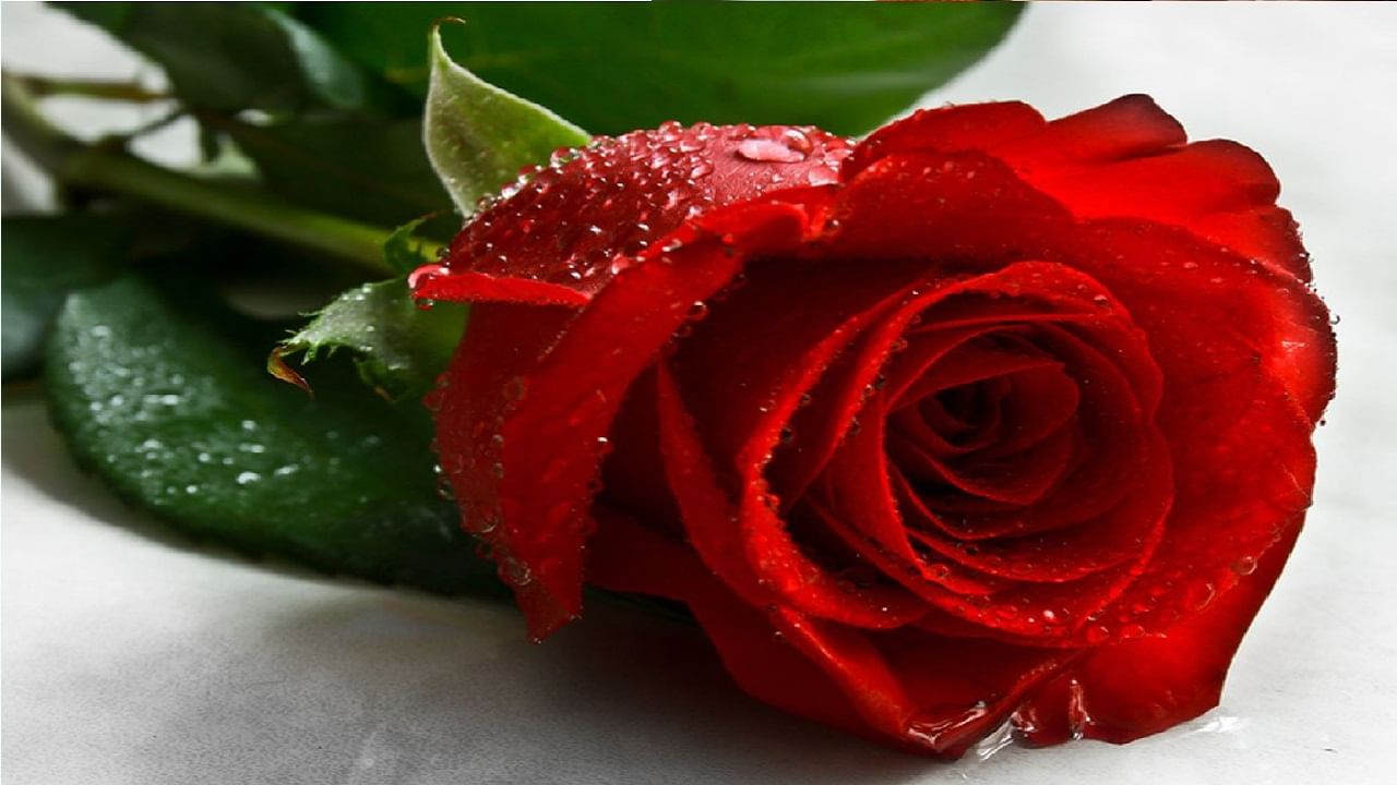 Red Rose: व्हॅलेंटाईन डे(valentine day) च्या दिवशी प्रत्येक जण आपल्याला लाल रंगाचा गुलाब विकत घेताना पाहायला मिळतो. परंतु या लाल रंगाच्या मागे नेमका अर्थ काय असतो हे जाणून घेणे सुद्धा तितकेच महत्त्वाचे ठरते. जर तुम्ही एखाद्या व्यक्तीवर खूप मनापासून प्रेम(love) करत असाल आणि त्या व्यक्तीला तुम्हाला प्रपोज (propose) करायचं असेल तर अशा वेळी त्या व्यक्तीला लाल रंगाचे गुलाब देऊ शकता. लाल रंगाचे गुलाब हे प्रेमाची निशाणी आणि प्रतीक मानले जाते.