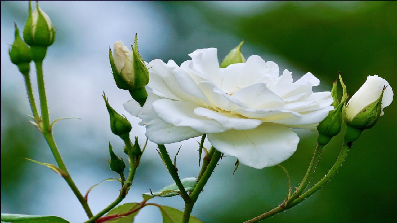 White Rose: गुलाब हे शुद्धता, निरागसपणा आणि कोणतीही अट न ठेवता प्रेम व्यक्त करण्याचे निशाण व सुद्धा मानले जाते आणि अशा वेळी आपण पांढरा रंग असणारे गुलाबाचे फुल आपल्या आवडत्या व्यक्तीला देऊ शकतो. यामागे असलेल्या मैत्रीमध्ये कोणताही स्वार्थ नसतो. या मैत्रीत फक्त प्रेमळ निरागस आणि शुद्धता असलेले नाते राहते अशा प्रकारचे नाते जर तुम्हाला वाढवायचे असेल तर तुम्ही तुमच्या निस्वार्थ मैत्रीसाठी समोरच्या व्यक्तीला पांढऱ्या रंगाचे गुलाबाचे फुल अवश्य देऊ शकता शकता.