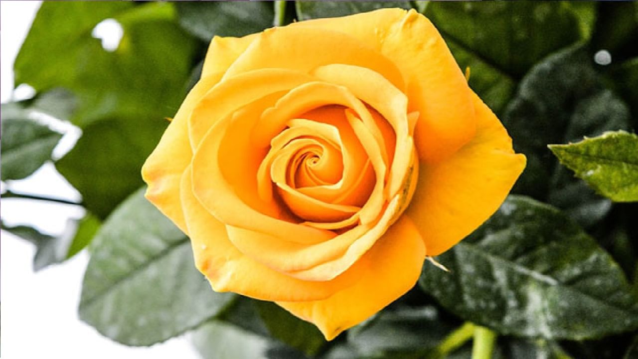 Yellow Rose: जर तुम्ही एखाद्या व्यक्तीला भविष्यात मैत्रीसाठी ॲप्रोच करणार असाल तर अशा वेळी त्या व्यक्तीला पिवळा रंग असणारे गुलाबाचे फुल द्या. पिवळ्या रंगाचे गुलाबाचे फुल दिल्यानंतर तुम्ही त्या व्यक्तीसोबत मैत्रीच्या नात्याला सुरुवात करू शकाल म्हणूनच एखाद्या मैत्रीची चांगली सुरुवात व्हावी असे जर तुम्हाला वाटत असेल तर समोरच्या व्यक्तीला पिवळ्या रंगाचे गुलाबाचे फुल अवश्य द्या.