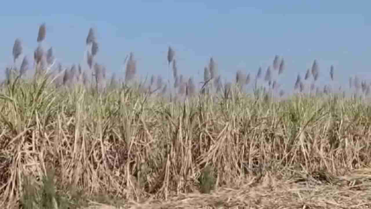 Sugarcane Harvesting : गळीत हंगाम जोमात तरीही फडातला ऊस कोमात, तोडणी रखडल्याने काय होते नुकसान?