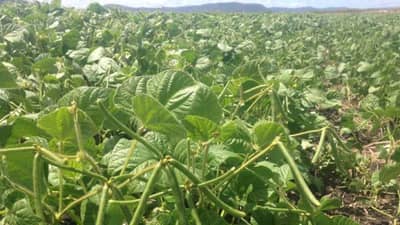 रब्बी हंगामानंतर उन्हाळी मूग लागवड ठरते फायदेशीर, काय आहे कृषितज्ञांचा सल्ला?