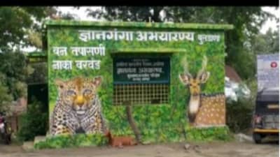 बुलडाण्यात घेता येणार आता वाघोबाचे दर्शन, तिन्ही अभयारण्य जंगल सफारीसाठी खुले