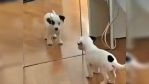 Viral : स्वत:वरच का भुंकतोय हा कुत्रा? Cute Puppy Video पाहून तुम्हालाही हसायला येईल!