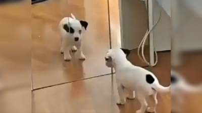 Viral : स्वत:वरच का भुंकतोय हा कुत्रा? Cute Puppy Video पाहून तुम्हालाही हसायला येईल!
