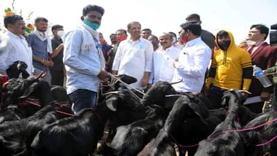 Nagpur | शेतकऱ्यांना पशुधन वाटपाचा पथदर्शी प्रकल्प; 90 टक्के अनुदानावर कसा घेता येईल लाभ?