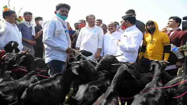Nagpur | शेतकऱ्यांना पशुधन वाटपाचा पथदर्शी प्रकल्प; 90 टक्के अनुदानावर कसा घेता येईल लाभ?