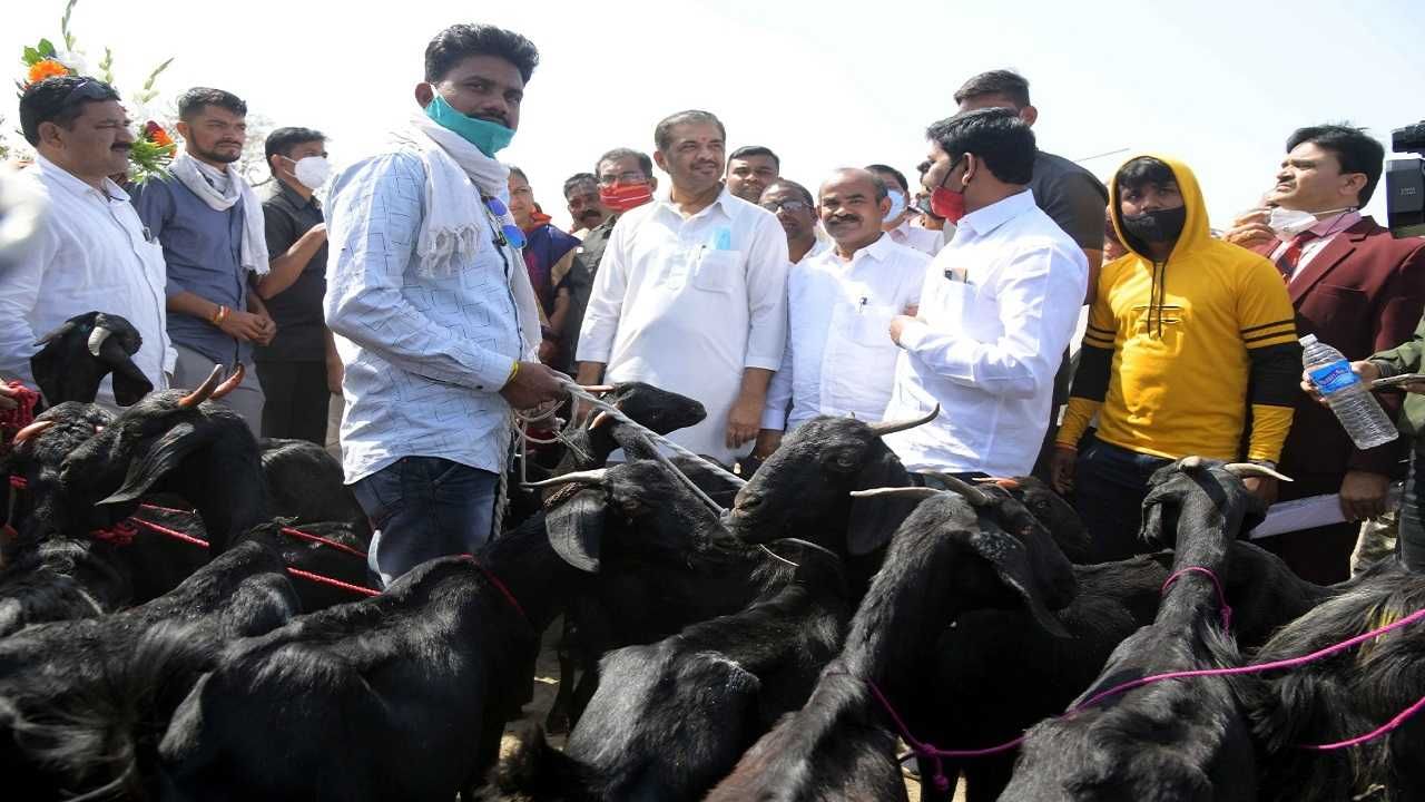 Nagpur | शेतकऱ्यांना पशुधन वाटपाचा पथदर्शी प्रकल्प; 90 टक्के अनुदानावर कसा घेता येईल लाभ? Nagpur | शेतकऱ्यांना पशुधन वाटपाचा पथदर्शी प्रकल्प; 90 टक्के अनुदानावर कसा घेता येईल लाभ?