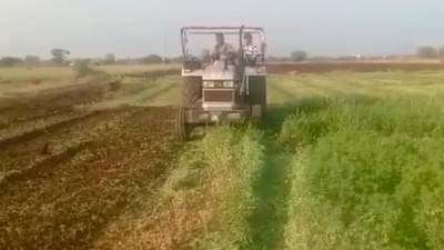 शेतकरी हताश : 50 पैशाला मेथीची जुडी विकण्यापेक्षा शेतकऱ्यांने निवडला हा मार्ग, ना वाहतूकीचा खर्च, ना ग्राहकांची मनधरणी