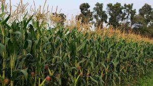Maize Crop: मका पिकामध्ये देखील लष्करी अळीचा प्रादुर्भाव, उत्पादनात घट अन् जनावरांच्या चाऱ्याचाही प्रश्न