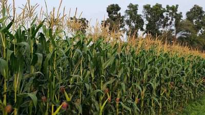 Maize Crop: मका पिकामध्ये देखील लष्करी अळीचा प्रादुर्भाव, उत्पादनात घट अन् जनावरांच्या चाऱ्याचाही प्रश्न