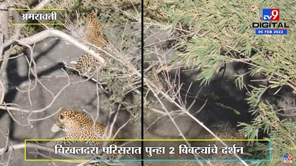Amravati | चिखलदरा परिसरात पुन्हा 2 बिबट्यांचं दर्शन, 3 श्वानांची शिकार