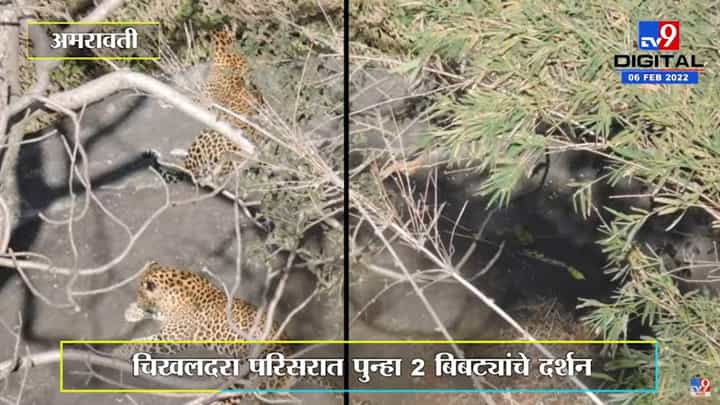 Amravati | चिखलदरा परिसरात पुन्हा 2 बिबट्यांचं दर्शन, 3 श्वानांची शिकार Amravati | चिखलदरा परिसरात पुन्हा 2 बिबट्यांचं दर्शन, 3 श्वानांची शिकार