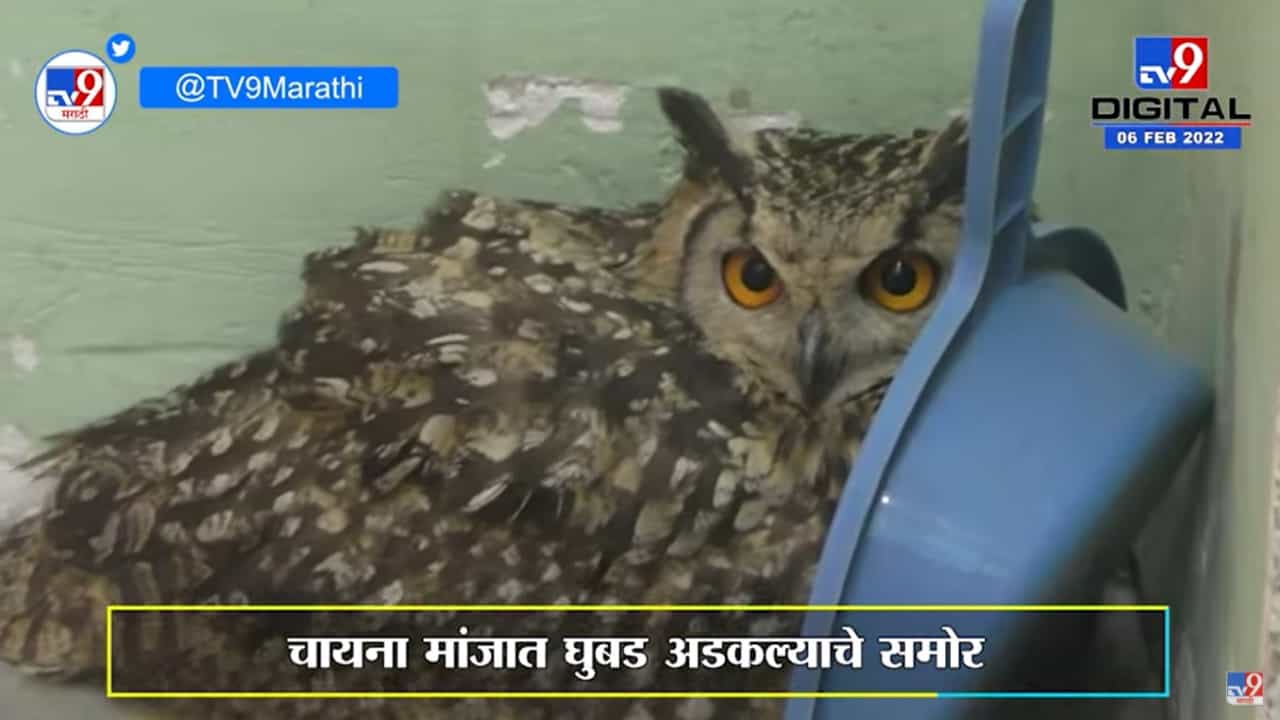 Akola | चायना मांजात अडकलेल्या घुबडाचे अग्निशामक विभागाच्या जवानांनी वाचवले प्राण