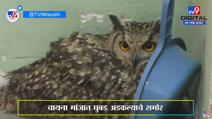 Akola | चायना मांजात अडकलेल्या घुबडाचे अग्निशामक विभागाच्या जवानांनी वाचवले प्राण Akola | चायना मांजात अडकलेल्या घुबडाचे अग्निशामक विभागाच्या जवानांनी वाचवले प्राण
