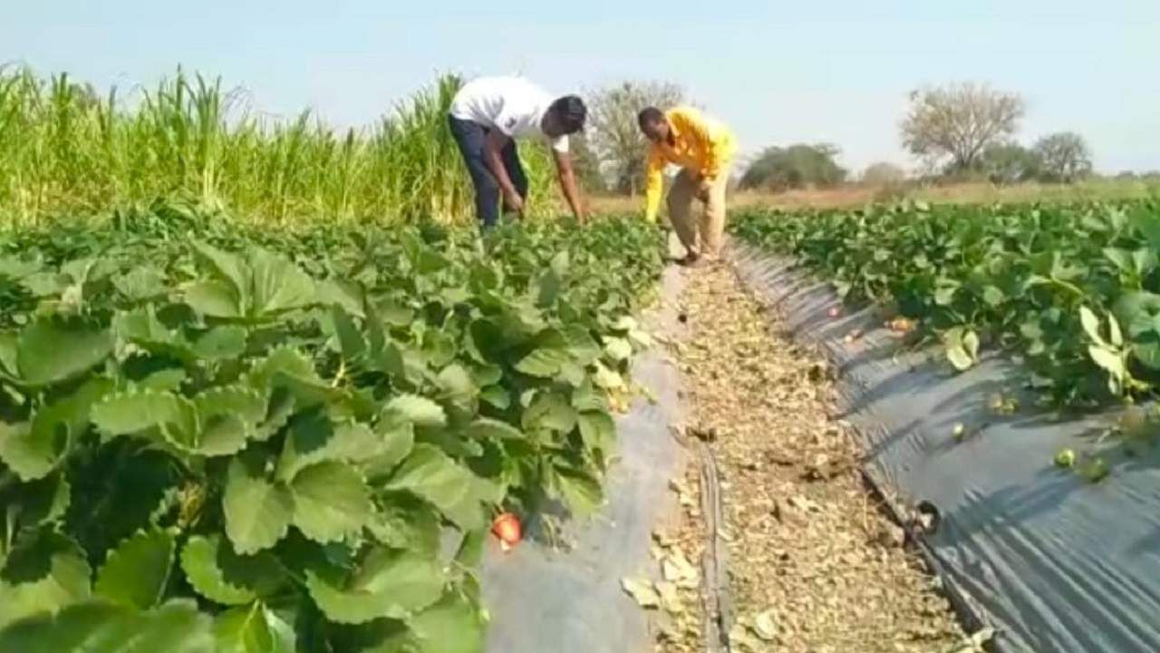 Success Story: दोन युवा शेतकऱ्यांची प्रेरणादायी कहाणी, माळरानावर बहरली स्ट्रॉबेरी