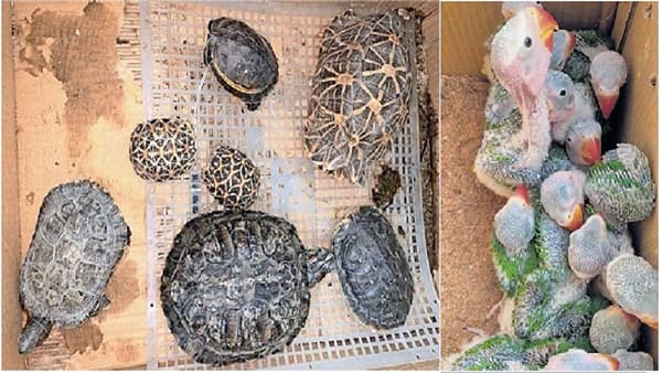 Wildlife Smuggling | 3 स्टार बॅक कासव, 2 पंचम बेडूक, 4 हेजहॉगसह 30 दुर्मिळ वन्यजीवांची तस्करी, वनविभागाने दाखवला इंगा...!