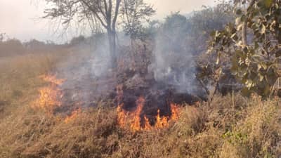 आळते गावच्या डोंगराला आग, दोनशे एकर परिसर जळून खाक, चाळीस लाखांचे नुकसान