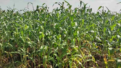 Rabi Season: ज्वारी बाजारात, पहिला मान सोलापूर बाजार समितीला, हंगामाच्या सुरवातीला मुख्य पिकाचे चित्र काय?