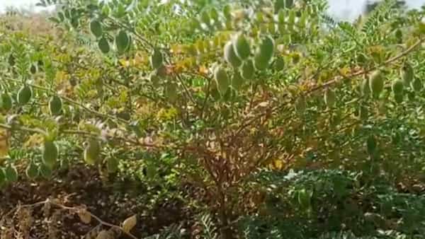 हरभरा क्षेत्रात वाढ : पोषक वातावरणामुळे हरभरा पीक मोठ्या जोमात बहरलेले आहे. मध्यंतरी निसर्गाच्या लहरीपणामुळे या पिकावरही किडीचा प्रादुर्भाव झाला होता. मात्र, वातावरण निवळताच शेतकऱ्यांनी फवारणी करुन पाणी दिल्याने आता हे पीकही बहरू लागले आहे. सध्याचे वातावरण हे पीक वाढीसाठी उत्तम आहे. शिवाय शेतकऱ्यांकडे पाणीसाठाही मुबलक प्रमाणात असल्याने चिंता नाही. त्यामुळे खरिपात झालेले नुकसान भरुन काढण्याची ही संधी असल्याचे कृषितज्ञ रामेश्वर चांडक यांनी सांगितले आहे.