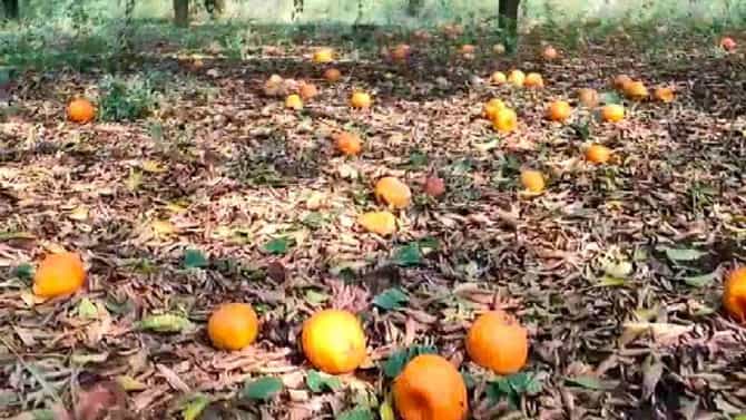 अवकाळीच्या नुकसानी खुणा : निसर्गानं सर्वकाही हिरावलं आता शेतकऱ्याचं सरकारकडे हे साकडं!