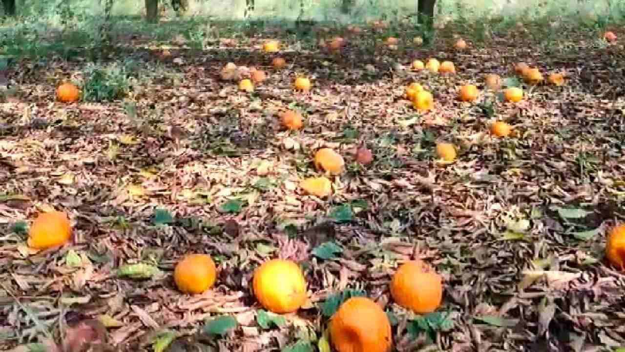 अवकाळीच्या नुकसानी खुणा : निसर्गानं सर्वकाही हिरावलं आता शेतकऱ्याचं सरकारकडे हे साकडं! अवकाळीच्या नुकसानी खुणा : निसर्गानं सर्वकाही हिरावलं आता शेतकऱ्याचं सरकारकडे हे साकडं!