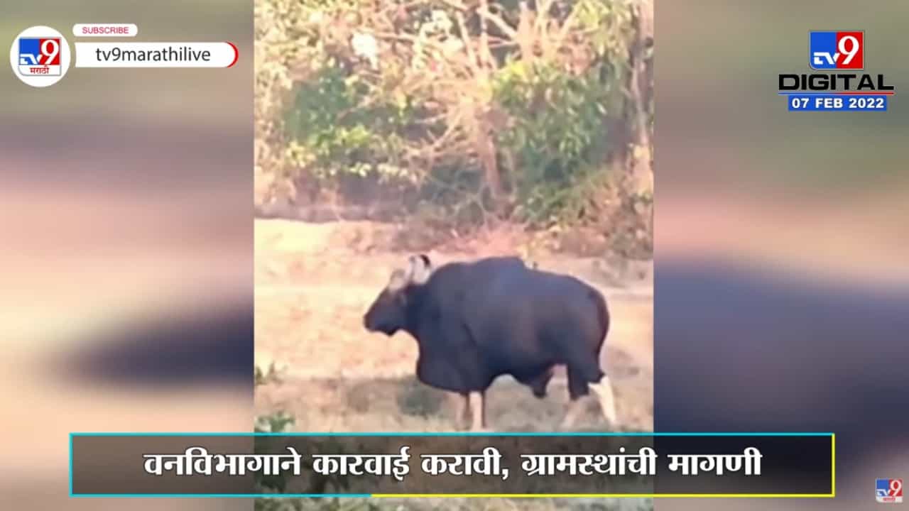 Sindhudurg |Kudalमध्ये भरवस्तीत आढळला गवा; परिसरात भीतीचे वातावरण