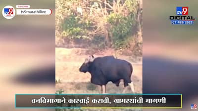 Sindhudurg |Kudalमध्ये भरवस्तीत आढळला गवा; परिसरात भीतीचे वातावरण