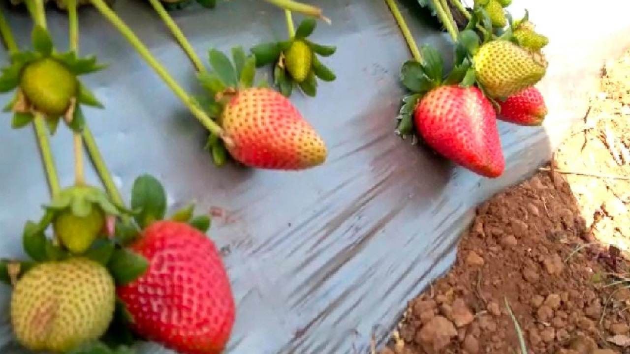 Strawberry : चिखलदऱ्याची स्ट्रॉबेरी, मस्त अन् स्वस्तही, पिकतं तिथंच विकतं, शेतकऱ्यांचं कष्टही कमी होतं?